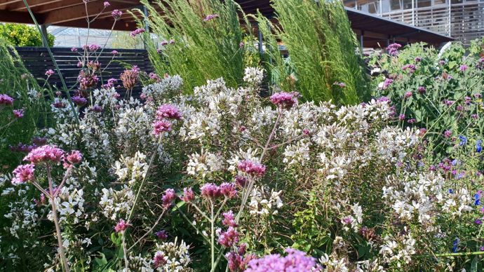 Cleome senorita Blanca. Aux jardins du Pflixbourg, à Wintzenheim (68).
